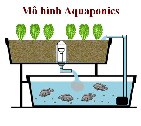 Mô hình Aquaponics là gì? (Chi tiết) 32