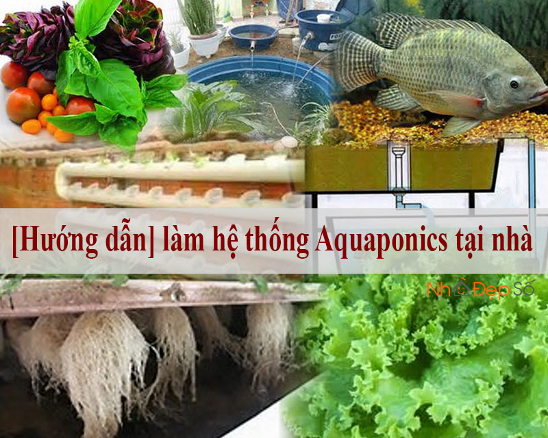 Hướng dẫn làm hệ thống Aquaponics tại nhà