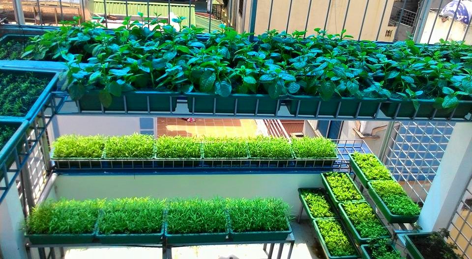 Hướng dẫn làm hệ thống Aquaponics tại nhà - Obi.vn (2)