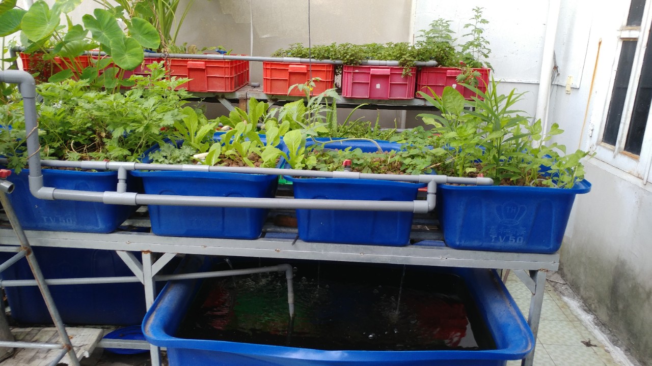 Hướng dẫn làm hệ thống Aquaponics tại nhà - Obi.vn (3)