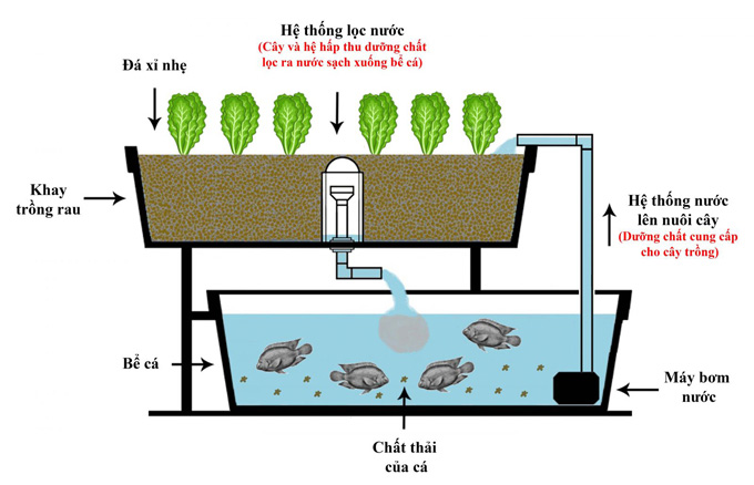 hoạt động của mô hình Aquaponics