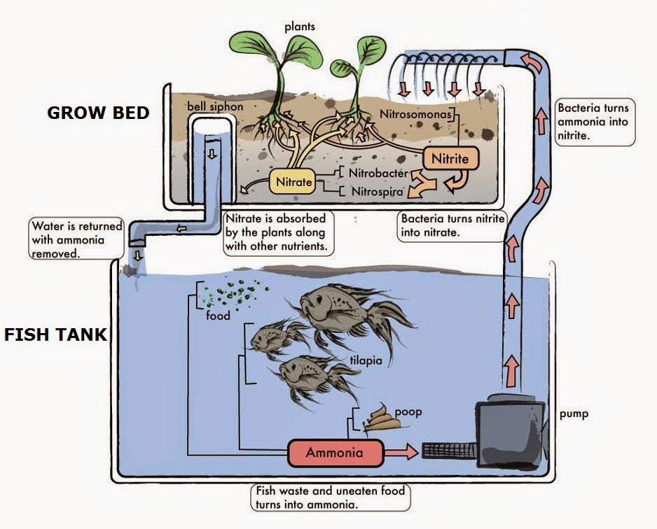 Nguyên tắc hoạt động của mô hình Aquaponics