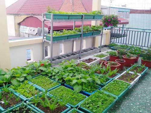 Cách chăm sóc rau sạch trên mô hình Aquaponics - Obi.vn (4)