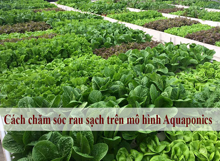 Cách chăm sóc rau sạch trên mô hình Aquaponics