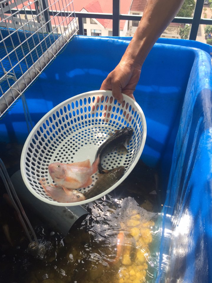 Chu kỳ kiểm tra hệ thống Aquaponics - Obi.vn (3)