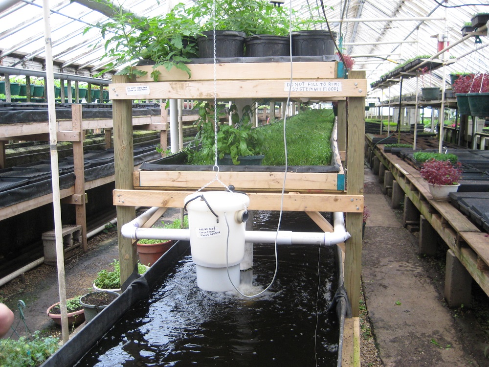 Chu kỳ kiểm tra hệ thống Aquaponics - Nhà Đẹp Số (4)