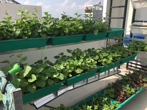 Trồng rau sạch trên sân thượng với mô hình Aquaponics - Obi.vn (1)