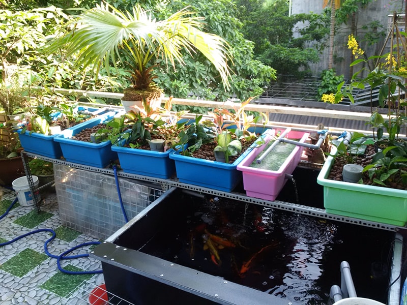 Trồng rau sạch trên sân thượng với mô hình Aquaponics - Obi.vn (2)