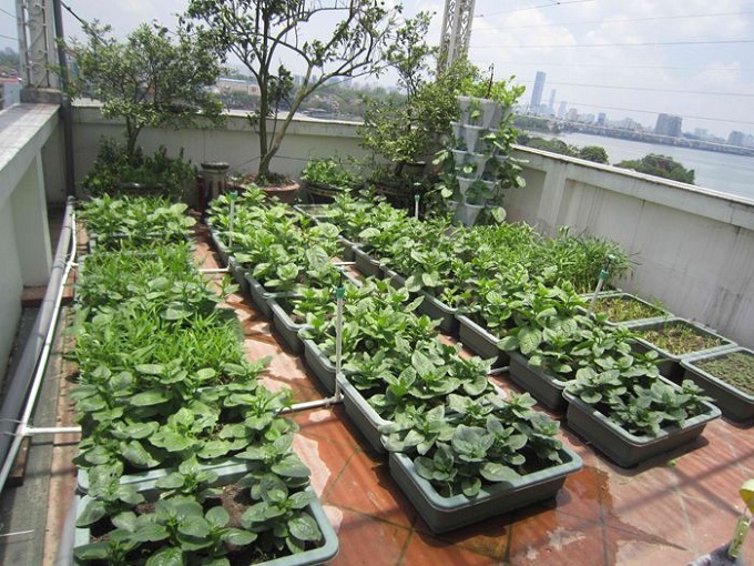 Trồng rau sạch trên sân thượng với mô hình Aquaponics - Obi.vn (3)