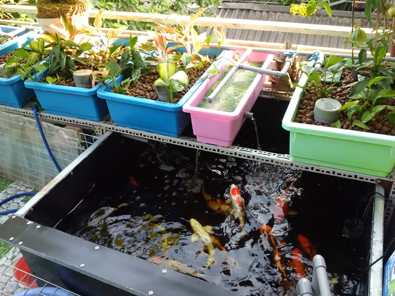 Trồng rau sạch trên sân thượng với mô hình Aquaponics - Obi.vn (4)