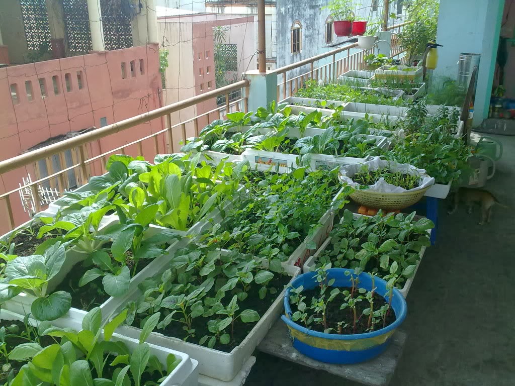 Trồng rau sạch trên sân thượng với mô hình Aquaponics - Obi.vn (5)