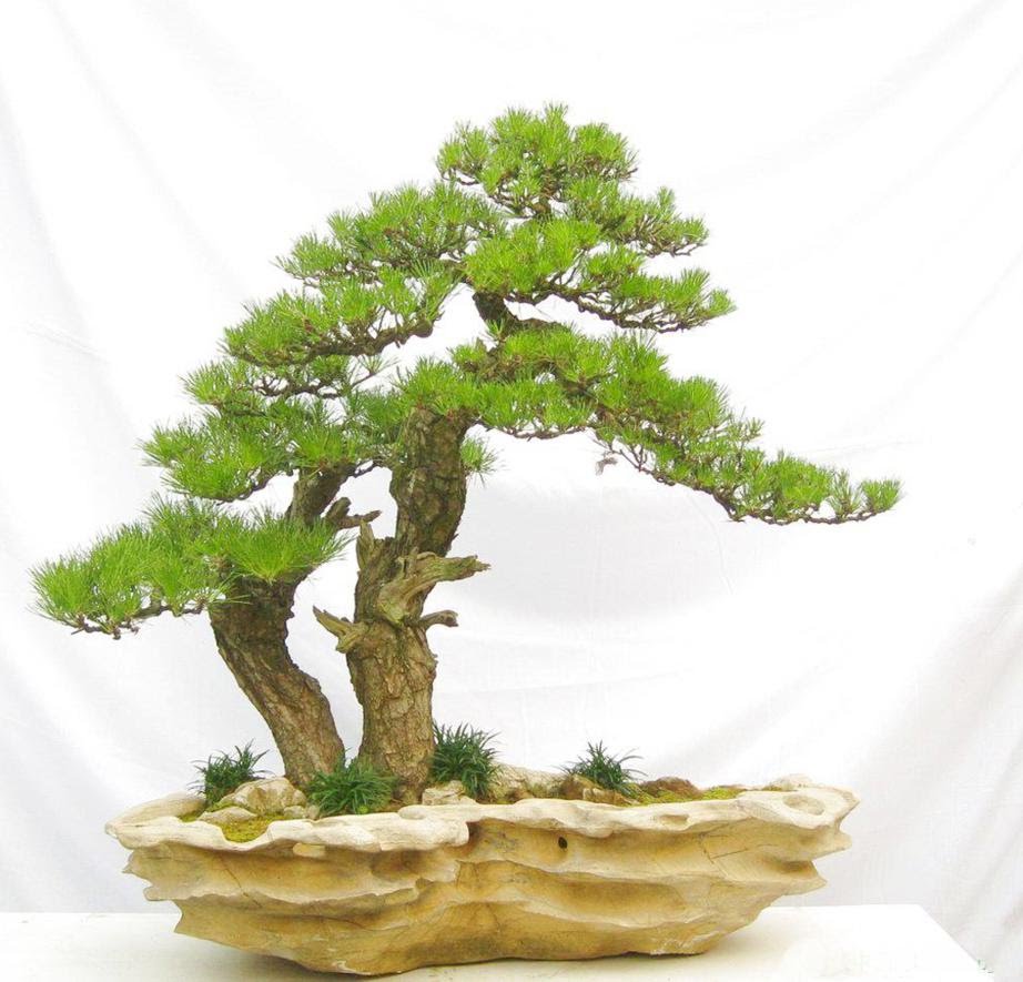 Sưu Tập Những Cây Bonsai Đẹp Nhất Việt Nam Và Trên Thế Giới 11