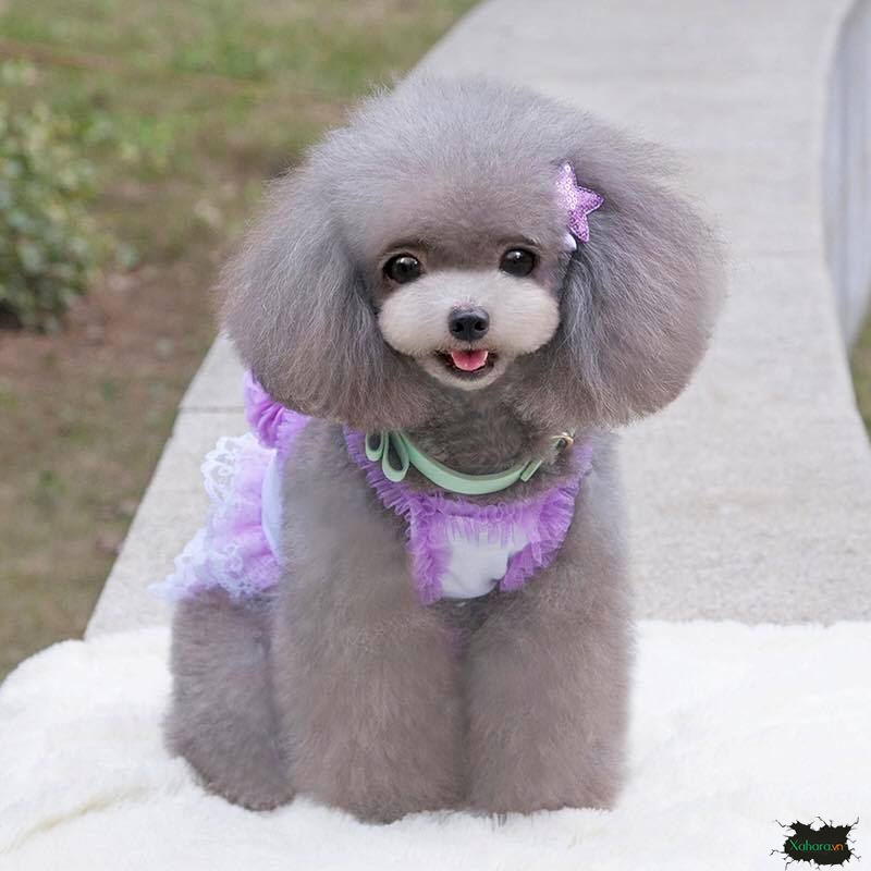 Bộ Sưu Tập 50+ Hình Ảnh Chó Poodle Cute, Dễ Thương Đẹp Nhất 71