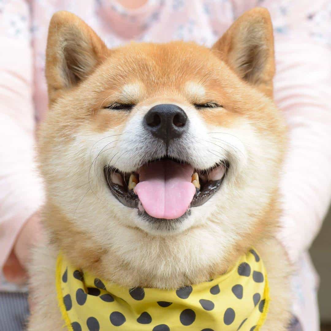 Đắm Chìm Với 99+ Hình Ảnh Chó Shiba Cute Ngốc Nghếch Đáng Yêu 314